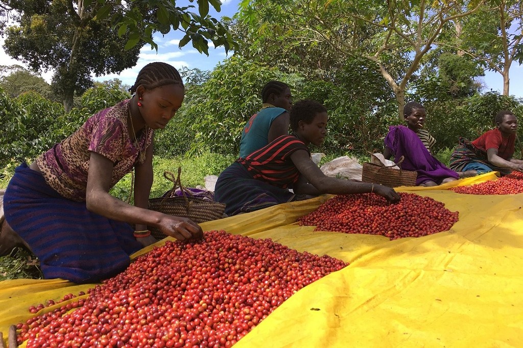 ethiopia coffee